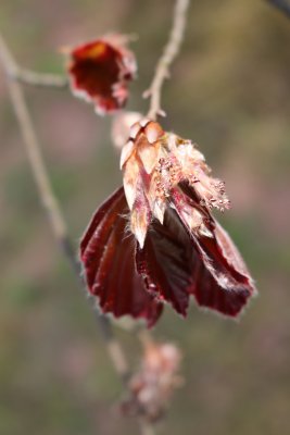 Fagus sylvatica 'Tricolor' - buk lesní - květ a list jaro 117